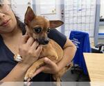 Small Chihuahua