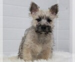 Small Photo #3 Cairn Terrier Puppy For Sale in APPLE CREEK, OH, USA