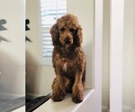 Small Photo #1 Goldendoodle (Miniature) Puppy For Sale in DALY CITY, CA, USA