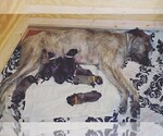 Small Photo #3 Irish Wolfhound Puppy For Sale in ANN ARBOR, MI, USA