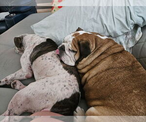 Dotty - Female Bulldog-Unknown Mix Dog for Adoption - Photo #7