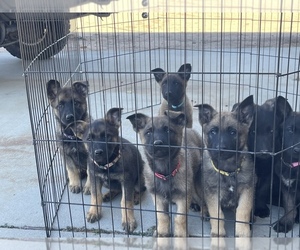 Belgian Malinois Puppy for sale in HESPERIA, CA, USA