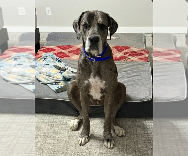 Medium Photo #2 Great Dane Puppy For Sale in Bullard, TX, USA