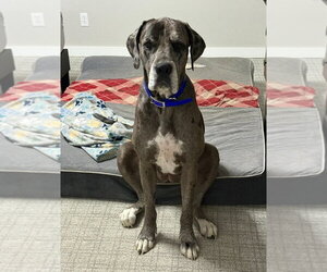 Athena - Female Great Dane Dog for Adoption - Photo #2