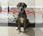 Small Photo #2 Great Dane Puppy For Sale in Bullard, TX, USA