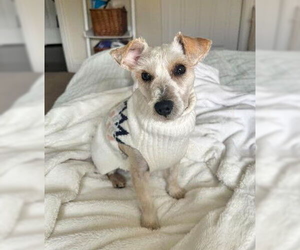 Medium Photo #1 Poodle (Miniature)-Unknown Mix Puppy For Sale in San Diego, CA, USA