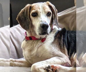 Beagle Dogs for adoption in Dunnellon, FL, USA
