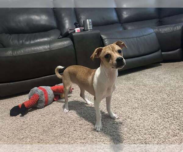Medium Photo #3 Chihuahua-Unknown Mix Puppy For Sale in Visalia, CA, USA