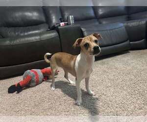 Kip - Male Chihuahua-Unknown Mix Dog for Adoption - Photo #3