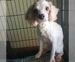 Small Photo #1 Cavapoo (Miniature) Puppy For Sale in WALDRON, AR, USA
