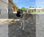 Small #1 Mutt