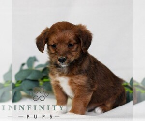 Pembroke Welsh Corgi-Poodle (Miniature) Mix Puppy for sale in EAST EARL, PA, USA