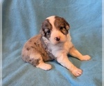 Small #6 Aussiedoodle