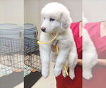 Small #2 Great Pyrenees