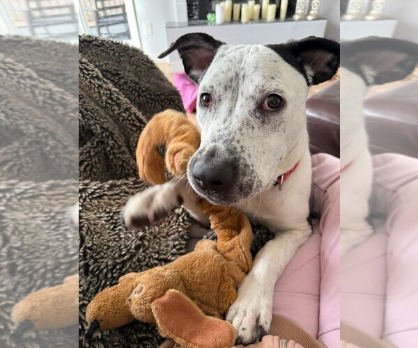 Medium Photo #12 American Bulldog-Unknown Mix Puppy For Sale in Lakewood, CO, USA