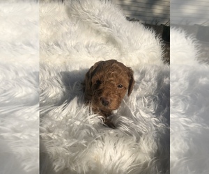 Poodle (Toy) Puppy for sale in CHATTANOOGA, TN, USA