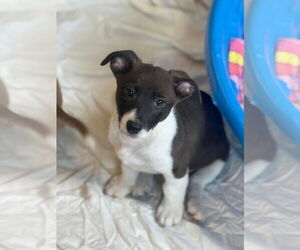 Jack Chi Dogs for adoption in Slidell, LA, USA