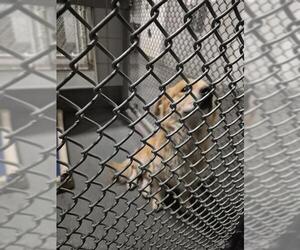Pembroke Welsh Corgi-Unknown Mix Dogs for adoption in San Antonio, TX, USA