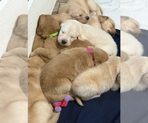 Golden Retriever Puppy for sale in OCALA, FL, USA