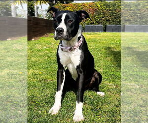 Vissla - Female Labrador Retriever-Unknown Mix Dog for Adoption - Photo #2