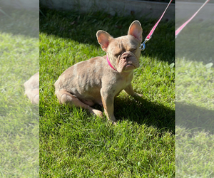 Mother of the French Bulldog puppies born on 03/12/2026