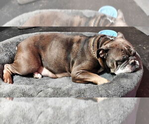 Mother of the Olde English Bulldogge puppies born on 02/07/2026