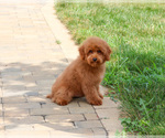 Small #3 Poodle (Miniature)