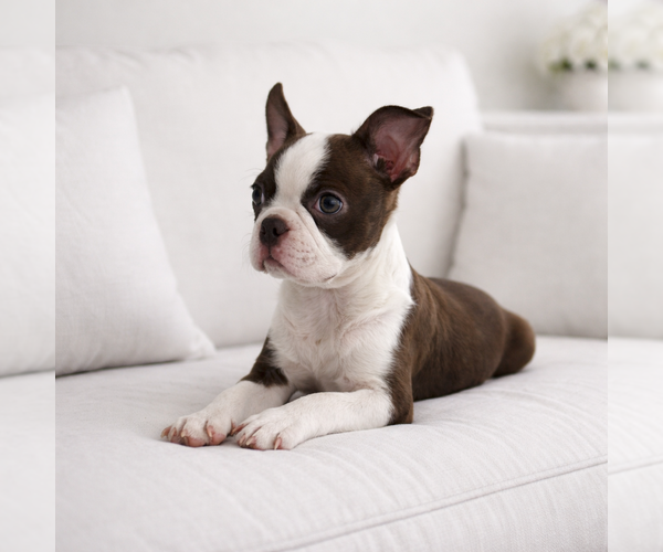 Medium Photo #1 Boston Terrier Puppy For Sale in HESPERIA, CA, USA