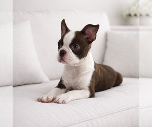 Boston Terrier Puppy for Sale in HESPERIA, California USA