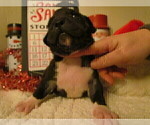 Small Photo #3 American Bully Puppy For Sale in MOTLEY, MN, USA