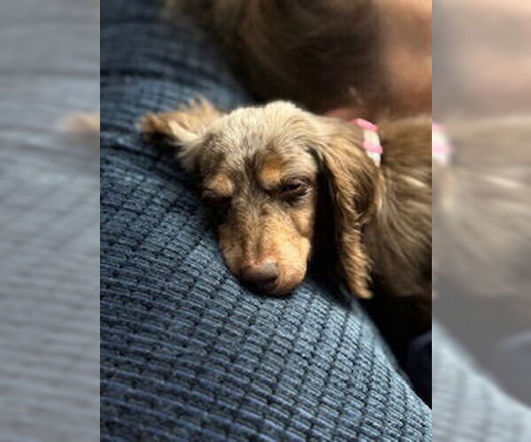Medium Photo #6 Dachshund Puppy For Sale in Wheaton, IL, USA