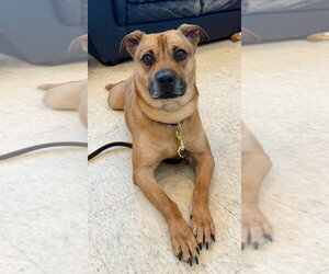 AC - Ajax - Male American Staffordshire Terrier-Labrador Retriever Mix Dog for Adoption - Photo #21