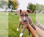 Small Photo #2 American Pit Bull Terrier Puppy For Sale in ABERDEEN, SD, USA