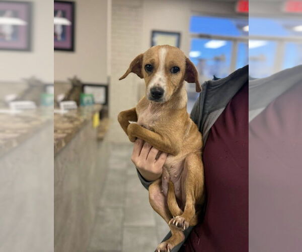 Medium Photo #1 Chiweenie Puppy For Sale in FRAMINGHAM, MA, USA