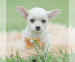 Puppy Chachi Chihuahua