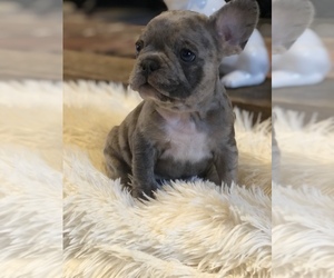 French Bulldog Puppy for sale in NEWARK, OH, USA