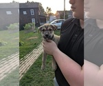 Image preview for Ad Listing. Nickname: Bailey
