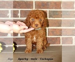 Small Cockapoo (Miniature)