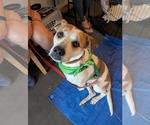 Small #3 Labrador Retriever Mix