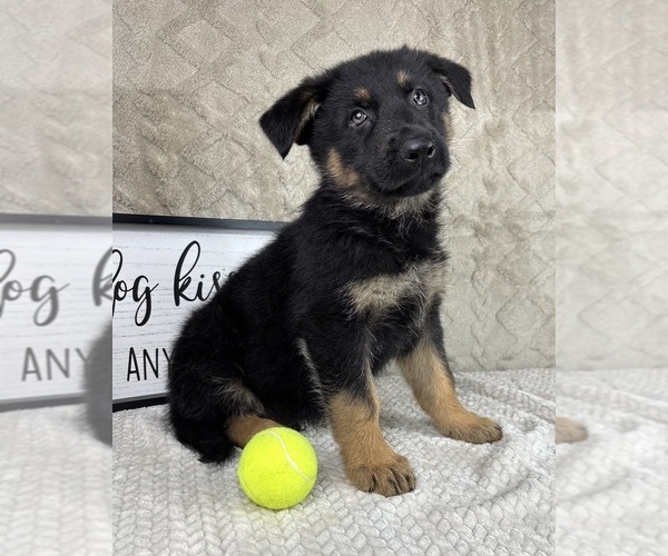 Medium Photo #7 German Shepherd Dog Puppy For Sale in INDIANAPOLIS, IN, USA