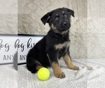 Small #6 German Shepherd Dog
