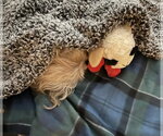 Small #2 Shih Tzu