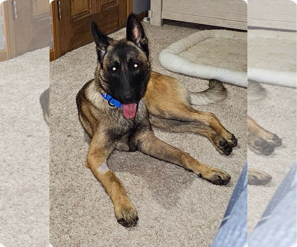 Medium Photo #5 Mutt Puppy For Sale in Stevens Point, WI, USA