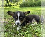 Small #8 Pembroke Welsh Corgi