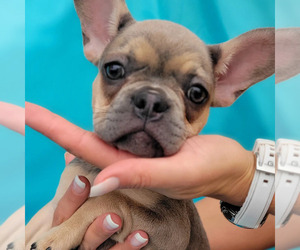French Bulldog Puppy for sale in TAMPA, FL, USA