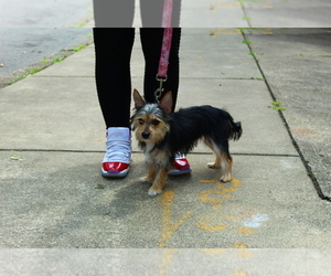 Morkie Puppy for sale in PITTSBURGH, PA, USA