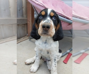 Llewellin Setter Puppy for sale in WELLINGTON, CO, USA