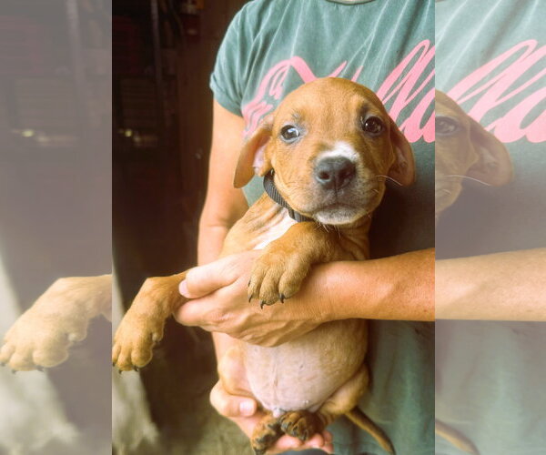 Medium Photo #3 Mutt Puppy For Sale in Jackson, MS, USA