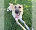 Small #7 Anatolian Shepherd Mix