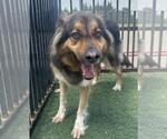Small #5 German Shepherd Dog-Huskies  Mix